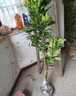 柚子樹(shù)苗紅心紅肉蜜柚嫁接三紅蜜柚果樹(shù)果苗南方北方種植當年結果 玉環(huán)文旦柚5年苗現挖帶土帶葉發(fā)貨（當年結果） 81cm(含)-110cm(含) 曬單實(shí)拍圖