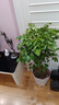 獨桿幸福樹(shù)叢生客廳室內好養花盆景綠植辦公室吸甲醛四季常青植物 精品幸福樹(shù)獨桿高70-90厘米（原土盆） 帶盆栽好 曬單實(shí)拍圖