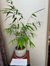 臺灣正宗內門(mén)竹：禪雅盆栽名貴竹苗室內綠植四季常青好養易活竹子 內門(mén)竹 4桿（40cm-50cm）帶盆發(fā)貨塑料盆 曬單實(shí)拍圖