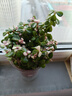 盆栽水培多肉植物室內花卉辦公老樁綠植凈化好養肉肉盆景 小金枝玉葉(叢生多枝)原盆 含盆 曬單實(shí)拍圖