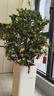 年宵花金桔樹(shù)盆栽帶果年桔春節室內裝飾大型綠植盆景四季過(guò)年年貨 【 帶青果發(fā)貨】1.1-1.2米大金桔【原盆】 含盆 曬單實(shí)拍圖