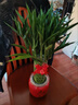 中夢(mèng)節節高富貴竹植物開(kāi)運竹盆栽客廳水養大型綠植室內招財喬遷大顆 120#招財竹籠+紅色陶瓷盆+蝴蝶結 曬單實(shí)拍圖