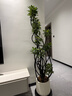 愛(ài)優(yōu)尚特級造型鴨腳木客廳大盆栽八方來(lái)財室內落地大型綠植高端源頭直發(fā) 曬單實(shí)拍圖