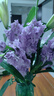 云舍同款紫羅蘭花期超長(cháng)鮮切花云南基地直發(fā)包郵客廳臥室水養插花 【10枝】紫色紫羅蘭 【零下地區須拍保溫棉不拍凍壞不接受售后】 曬單實(shí)拍圖