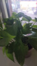 雙盟綠蘿盆栽除甲醛花卉綠植辦公室新房?jì)艋諝?120款10盆源頭直發(fā) 曬單實(shí)拍圖