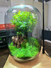 生命之樹(shù)苔蘚微景觀(guān)桌面生態(tài)瓶免打理辦公室盆栽真植物耐養禮物 小葉赤楠+植物燈 曬單實(shí)拍圖