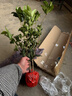 桂花樹(shù)苗庭院嫁接桂花盆栽室內綠植濃香型盆景四季桂花樹(shù)植物好養 精選5年老樁65cm當年開(kāi)花 育苗袋 曬單實(shí)拍圖