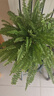 波士頓蕨耐陰水培綠植霸王蕨盆栽大盆長(cháng)藤葉垂吊腎蕨客廳室內雨林 波斯頓蕨20-30cm高原盆土一盆 曬單實(shí)拍圖