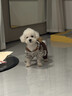 OSKV狗狗衣服冬季泰迪比熊衣服加厚小型犬衣服寵物保暖棉衣可牽引四角 棕色小熊【可牽引加絨加厚】 S（建議3-5斤  參考胸圍背長(cháng)） 曬單實(shí)拍圖