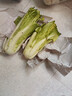 云南當季新鮮龍芽菜龍芽白菜龍牙菜苦菊清甜多汁火鍋蔬菜 帶箱9-10斤 曬單實(shí)拍圖