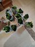 雙盟綠蘿盆栽除甲醛花卉綠植辦公室新房?jì)艋諝?120款10盆源頭直發(fā) 曬單實(shí)拍圖