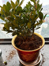 靜黛軒金桔樹(shù)盆栽帶果可食年宵綠植金桔樹(shù)30-40cm+花開(kāi)富貴盆源頭直發(fā) 曬單實(shí)拍圖