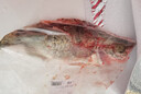 鮮活桂魚(yú)400-500g 曬單實(shí)拍圖