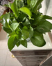 雙盟綠蘿盆栽除甲醛花卉綠植辦公室新房?jì)艋諝?80加侖4盆裝源頭直發(fā) 曬單實(shí)拍圖