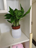 【綠蘿盆栽】吸甲醛凈化空氣水培綠植物懶人花卉好養搬家禮物全 【爆款2盆】綠蘿+白色南瓜盆自吸水 整體含盆高度20-25cm 曬單實(shí)拍圖