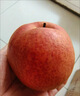 傾睦北京平谷紅肖梨 老品種可煮水紅梨脆甜梨紅梨沙梨紅消梨新鮮水果 5斤 精選大果【單果145g+】 曬單實(shí)拍圖