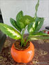 瑪麗安粉黛萬(wàn)年青盆栽桌面好養水培花卉辦公室綠植發(fā)財黃金銀皇后 1顆瑪麗安15-30厘米左右 曬單實(shí)拍圖