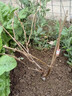 獼猴桃樹(shù)果苗雌雄同株獼猴桃苗徐香嫁接南北方種植庭院四季可種植 【當年結果】徐香4年（雌雄同株）適合新手種 30cm(含)-40cm(不含) 曬單實(shí)拍圖