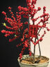 花城水調北美冬青盆栽室內客廳綠植新年送禮盆景帶紅果廣佛專(zhuān)車(chē)年宵花植物 50-60cm含原生膠盆 曬單實(shí)拍圖