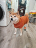 KUOSER2025年新款加厚狗狗秋冬裝寵物毛衣泰迪比熊西高地中小型狗狗衣服 鎏金橙 XL【胸圍54cm丨衣長(cháng)41cm】 曬單實(shí)拍圖
