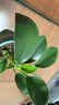 特價(jià)大葉金鉆綠公主盆栽植物除甲醛綠植辦公室四季常青室內擺放2 【1盆】金鉆+基地原盆 含盆高度15-20厘米 曬單實(shí)拍圖