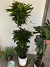 愛(ài)優(yōu)尚幸福樹(shù)盆栽客廳室內大型綠植辦公室喬遷新家綠寶凈化空氣源頭直發(fā) 曬單實(shí)拍圖