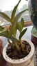 【開(kāi)花香滿(mǎn)屋】香水石斛蘭盆栽懶人四季好養活室內綠植花卉 【香水石斛蘭5苗】-開(kāi)花香滿(mǎn)屋 【送吸水盆+肥料】更好養活 曬單實(shí)拍圖