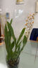 香水文心蘭夢(mèng)香蘭蝴蝶蘭室內桌面盆栽濃香型四季好養綠植花卉盆栽 粉色文心蘭+白色豎紋陶瓷盆 曬單實(shí)拍圖