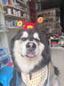 慧寵兒財神帽寵物狗狗帽子2026新年喜慶頭飾柴犬比熊泰迪貓咪拜年配飾 財神帽子【頭圍50cm以?xún)取控i鼻扣調節 曬單實(shí)拍圖
