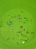 小型熱帶觀賞魚(yú)魚(yú)活體魚(yú)苗活體孔雀魚(yú)天使魚(yú)好養(yǎng)耐活漁場(chǎng)直發(fā)活魚(yú) 孔雀魚(yú)隨機(jī)24條送備損6條+魚(yú)食 曬單實(shí)拍圖