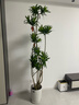嘆為觀(guān)止 大型盆栽 單桿辮子發(fā)財樹(shù)天堂鳥(niǎo)綠蘿散尾葵辦公室內開(kāi)業(yè)喬遷禮品 造型百合竹1.5-1.7米【圓柱盆】 含盆 曬單實(shí)拍圖