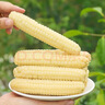 云南西雙版納拇指玉米糯玉米真空包裝玉米棒手指新鮮玉米嬰兒輔食 精選拇指玉米3斤 曬單實(shí)拍圖