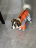 比熊狗狗牽引衣服中小型犬泰迪冬季加厚保暖棉衣博美加絨四腳棉服 橙色[防風(fēng)防水加絨加厚] L(建議體重8-12斤左右) 曬單實(shí)拍圖