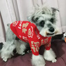 嬉皮狗（hipidog）寵物衣服秋冬福祿滿(mǎn)滿(mǎn)新年兩腳毛衣狗狗貓咪比熊過(guò)年喜慶保暖服飾 福祿滿(mǎn)滿(mǎn) XL（建議體重14-18斤） 曬單實(shí)拍圖