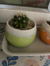 多肉植物仙人掌盆栽室內肉肉仙人球小盆栽開(kāi)花可愛(ài)桌面綠植 金虎玻+玻璃盆+黃金砂+營(yíng)養土 含盆 曬單實(shí)拍圖