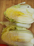 云南高原黃心娃娃菜大白菜新鮮蔬菜包心菜黃心白菜脆甜 新鮮娃娃菜5斤 曬單實(shí)拍圖