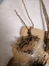 特大巨峰葡萄樹(shù)苗無(wú)籽葡萄苗庭院陽(yáng)臺盆栽地栽果樹(shù)苗南北方種植 4年苗當年結果 曬單實(shí)拍圖