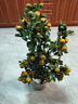 金桔樹(shù)盆栽橘子樹(shù)盆景室內外陽(yáng)臺綠植植物觀(guān)賞帶果掛果綠植盆栽Z 60CM 曬單實(shí)拍圖
