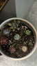 多肉植物組合3-5厘米卷好盆栽耐干旱好養新手基地玉露綠植盆栽 【不重復3-5cm】28棵多肉有玉露 曬單實(shí)拍圖