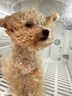 寵智迪寵物烘干箱中型犬狗狗貓咪洗澡烘干機家用可折疊柯基柴犬吹水機 100L烘干箱【40斤內5面出風(fēng)高速風(fēng)力】 曬單實(shí)拍圖