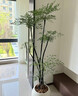 花行榜大型綠植客廳室內盆栽花卉南天竹6-8分支1.3-1.5m圓球盆源頭直發(fā) 曬單實(shí)拍圖