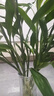 年宵花富貴竹春節水養花卉轉運竹水培植物盆栽過(guò)年裝飾年貨綠植 10枝-65cm富貴竹 標準 曬單實(shí)拍圖