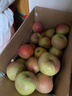 正宗秦冠粉面蘋(píng)果粉糯新鮮老人小孩輔食可刮泥新鮮蘋(píng)果可脆可粉 帶箱9斤實(shí)惠中果65mm+剛收到脆放幾天粉面 曬單實(shí)拍圖