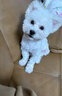 寵邁鑫純種比熊幼犬小型小體活物卷毛血統比熊犬茶杯寵物狗狗長(cháng)不大可愛(ài) 寵物級 精品比熊 公 曬單實(shí)拍圖