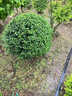 翩然小葉女貞球苗四季常青庭院綠化金葉女貞球樹(shù)苗球形樹(shù)耐寒耐凍苗木 小葉女貞球60cm冠幅/高60cm左右 帶土球 曬單實(shí)拍圖