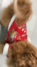 嬉皮狗（hipidog）狗狗新年衣服喜上眉梢唐裝中小型犬過(guò)年喜慶衣服西高地冬季拜年服 德羅紅 XL （建議體重12-15斤） 曬單實(shí)拍圖