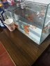 坤寧王玻璃魚(yú)缸家用小型桌面裸缸生態(tài)缸造景客廳溪流缸烏龜缸40*23*25cm 曬單實(shí)拍圖