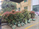 秉澤紅葉石楠球樹(shù)苗室外庭院別墅地栽小苗籬笆墻綠化苗四季耐寒好養活 紅葉石楠球 紅葉石楠苗30-50cm100棵 曬單實(shí)拍圖
