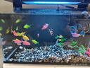 獨寵你森森同款超白魚(yú)缸小型免換水生態(tài)魚(yú)缸一體缸自循環(huán)自動(dòng)喂食LE480B 曬單實(shí)拍圖