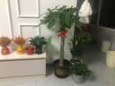臨雅發(fā)財樹(shù)綠植物客廳盆栽大棵室內擺大型步步高招財樹(shù)辦公室喬遷開(kāi)業(yè) 獨桿發(fā)財樹(shù)1.1-1.2米+福字盆 曬單實(shí)拍圖
